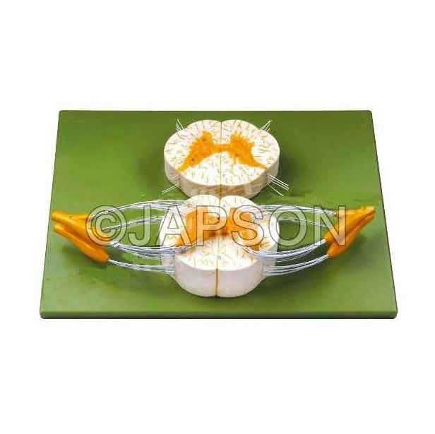 Human Spinal Cord Model Human Spinal Cord Model